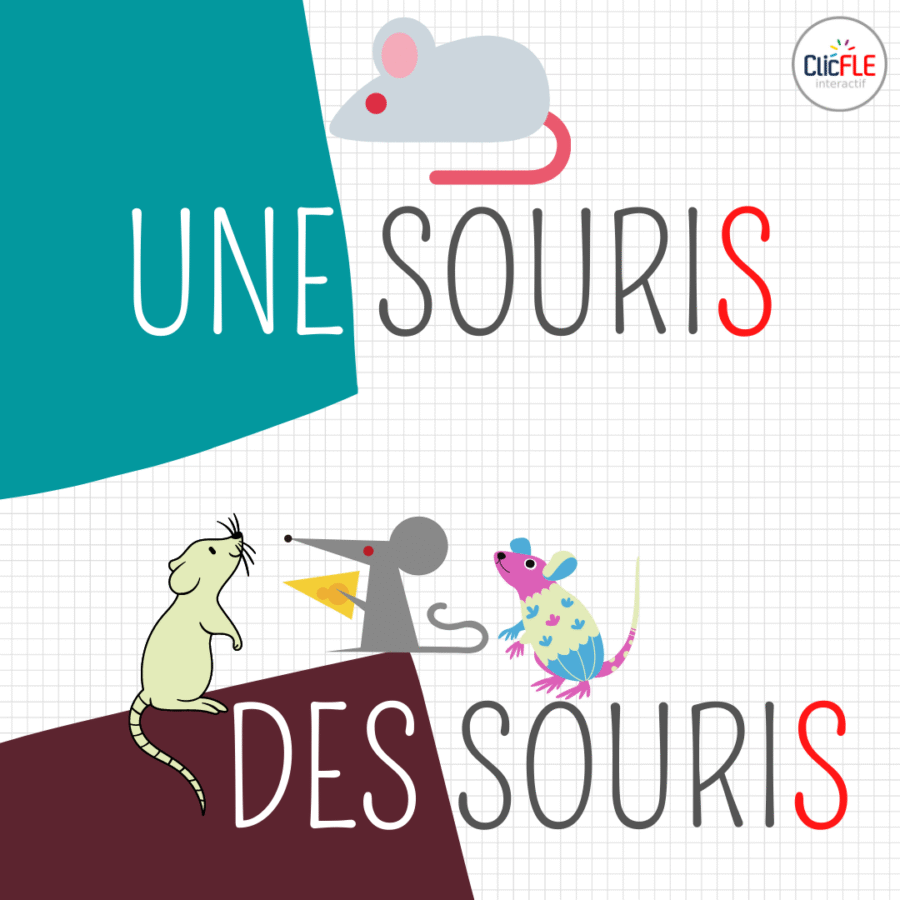 Cartes images-pluriel des noms - les animaux